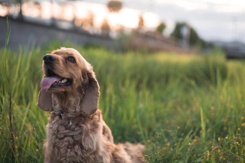 A dog attentively sitting in a grassy field at sunset, playful mood