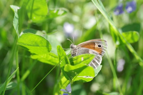 Small heath (Coenonympha pamphilus), butterfly, close-up, meadow