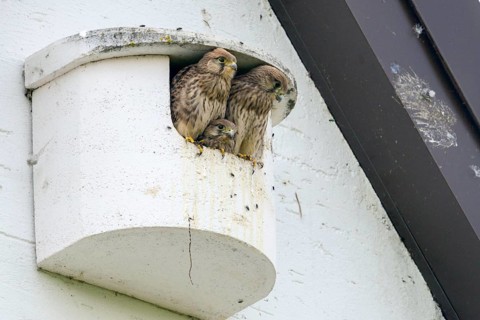 Falco tinnunculus, Common Kestrel, kestrel, birds, brood, falcon, falconiformes, falcons, birds of