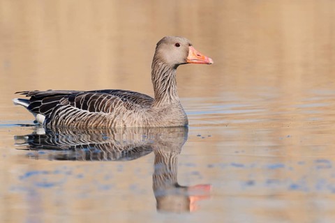 Greylag goose (Anser anser), swimming with its reflection, North Rhine-Westphalia, Germany