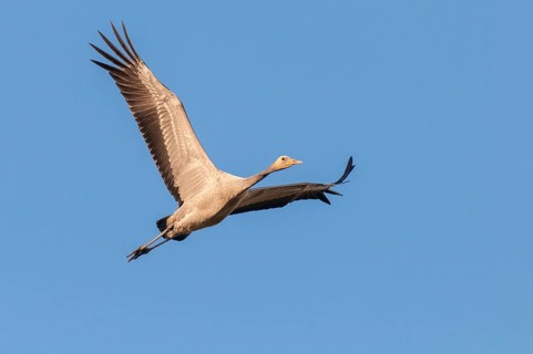 Flying crane (Grus grus), juvenile, Groß Mohrdorf, Lower Saxony, Germany