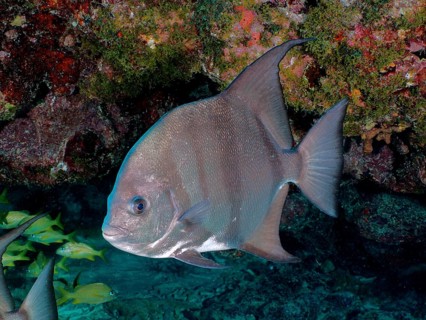 A solitary Atlantic spadefish (Chaetodipterus faber) swims in front of a colourful coral reef wall,