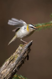 Common firecrest, golden chicken, Regulus ignicapillus, golden grouse, birds, high size, portrait