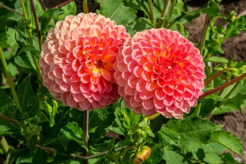 Flowering Dahlias (Dahlia), variety Pink suffusion in the Dahlia Farm in Löderup, Ystad