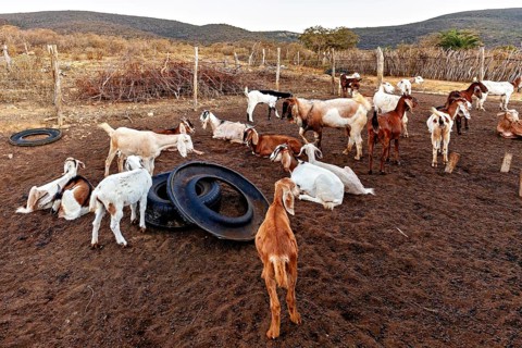 A herd of goats stands and lies freely on a fenced pasture with tires, goats in a stable in