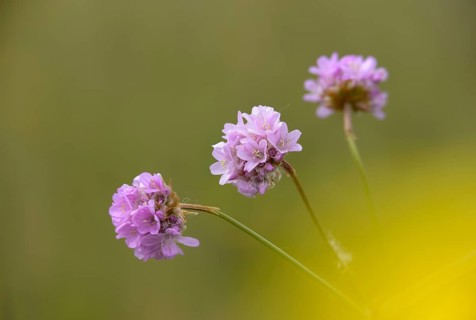 Armeria, Armeria Maritima var. Bottendorfensis, Bottendorfer grass clove, grass clove, flora,