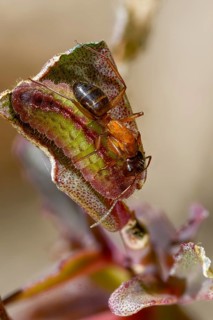 Ants, ant, brown-black wood ant, brown-black horse ant, camponotus ligniperdus, chequered blue,
