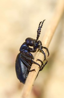 Black oil beetle, meloe proscarabäe, black-blue oil beetle, black mayworm, beetle, coleoptera, high