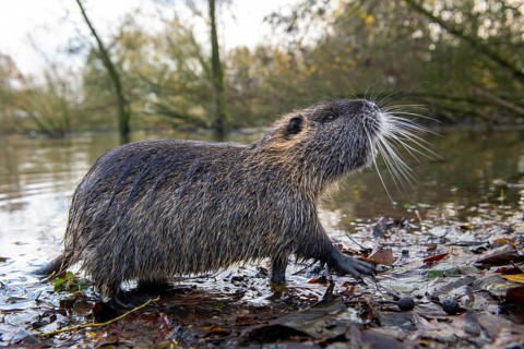 Nutria (Myocastor coypus) in a body of water, Osnabrück, Lower Saxony, Germany