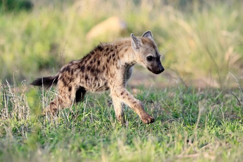 Spotted hyena (Crocuta crocuta), subadult, young animal, running, Kruger National Park, South