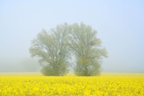 White willows (Salix alba) and a field of flowering rapeseed (Brassica napus) in the morning mist,