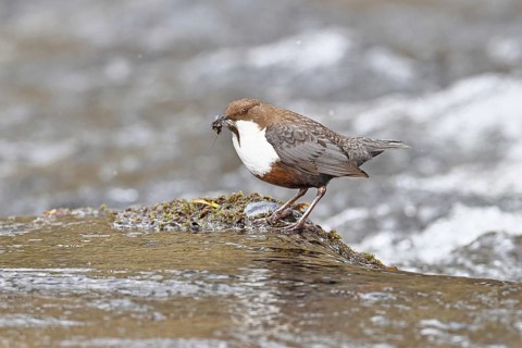 A white-throated dipper (Cinclus cinclus) stands on a rock in the middle of a stream, holding its