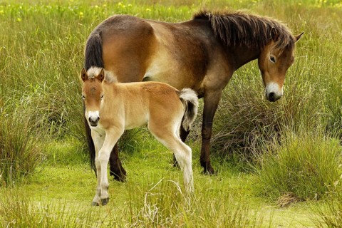 Mare with foal - Exmor pony, Texel island, Netherlands