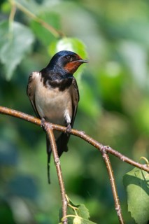 Hirundo rustica, barn swallow, birds, high size, portrait format, passeri, swallows, songbirds,