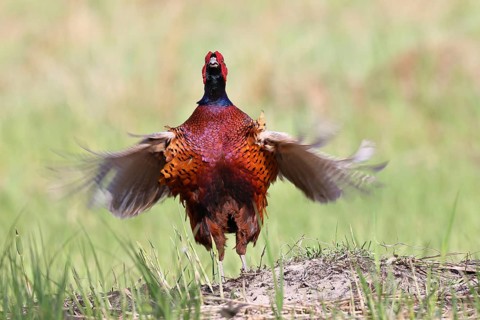 Pheasant, hunting pheasant (Phasianus colchicus), adult male bird during mating call in a meadow,
