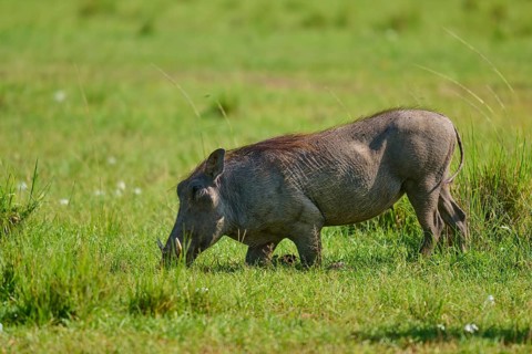 A warthog grazes on a green meadow in its natural habitat, warthog (Phacochoerus africanus), Masai