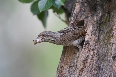 Animals, birds, Lake Neusiedl, Austria, wryneck (Jynx torquilla) with a pellet, cleaning its