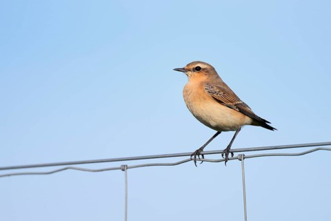 A wheatear (Oenanthe oenanthe) perched on a fence, North Rhine-Westphalia, Germany