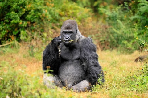 Western gorilla (Gorilla gorilla), adult, male, silverback, sitting on the ground, eating