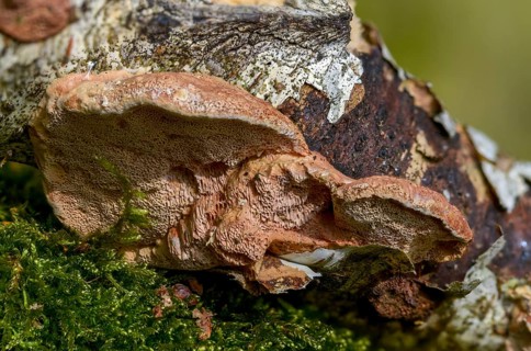 Hapalopilus nidulans, Hapalopilus rutilans, cinnamon-colored soft porling, cinnamon bracket, fungi,