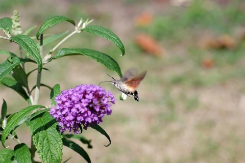 Star-tailed Swallowtail (Macroglossum stellatarum), butterfly bush (Buddleja davidii), macro,