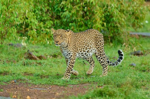 Leopard in a grassy area, intently searching for prey, leopard (Panthera pardus), Masai Mara