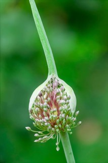 Elephant garlic (Allium ampeloprasum), Germany