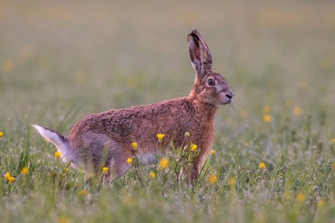European hare (Lepus europaeus) in wet tall grass, Stuttgart, Rosensteinpark, Baden-Württemberg,