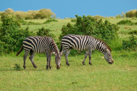 Two zebras are grazing in the vast green savannah beneath a clear blue sky: Quagga (Equus quagga),