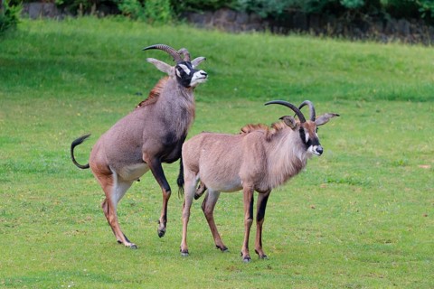 A male is mating with a female roan antelope (Hippotragus equinus) in a green meadow. South Africa