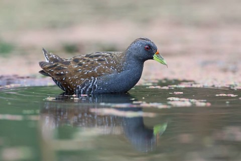 Australian Crake (Porzana fluminea) foraging, Victoria, Australia