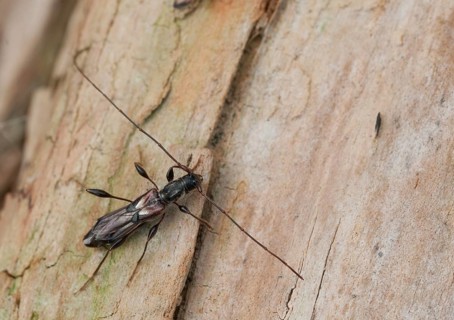 Dark-shelled short-blanket buck, spruce short-blanket buck, small wasp buck, molorchus minor,