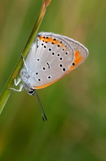 Large fire butterfly, large copper, lycaena dispar, butterfly, high size, portrait format, insects,