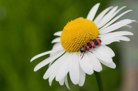 Bee beetle, bee wolf, common bee beetle, immense beetle, immense wolf, trichodes apiarius, beetle,