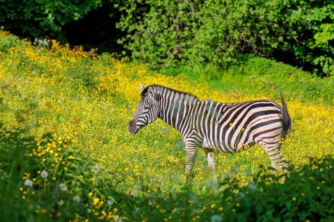 A Chapman's zebra (Equus quagga chapmani) grazing on a yellow flowering meadow. South East Africa