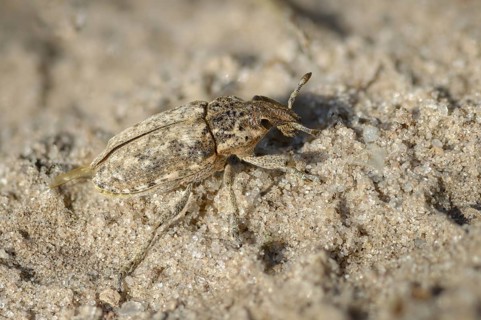 Brandenburg, Curculionidae, Germany, Nabu, Nabu project, national natural heritage, Grünhaus