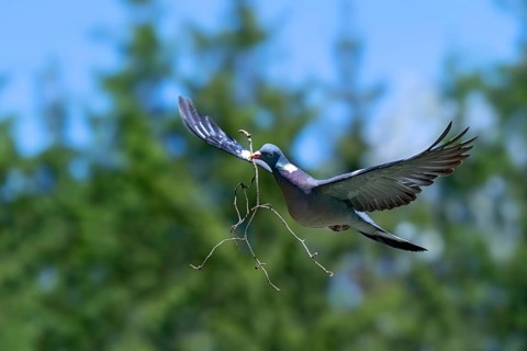Wood Pigeon (Columba palumbus), in flight, carrying nesting material in its beak, Littlewood Ranch,