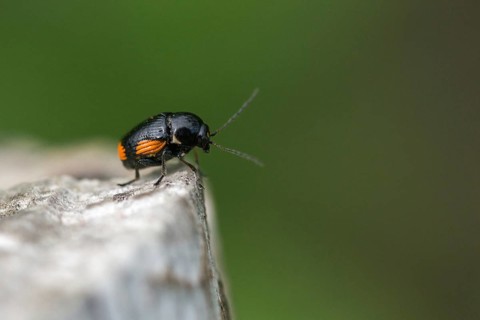 Leaf beetle, chrysomelidae, cryptocephalinae, cryptocephalus moraei, drop beetle, yellow-black leaf