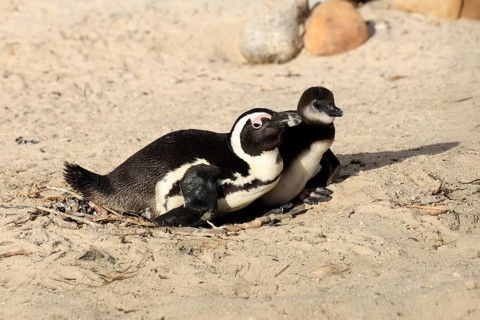 African penguin (Spheniscus demersus), adult, juvenile, chick, nest, beach, Boulders Beach,