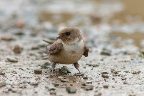 Crag martin, rock swallow, ptyonoprogne rupestris, birds, extremadura, nest building, passeri,