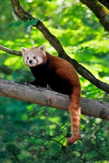 Western Red panda (Ailurus fulgens), adult, on tree, Himalayas, Central Asia