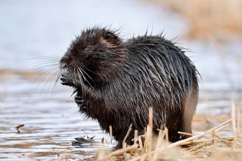 Nutria or coypu (Myocastor coypus) grooming itself on the riverbank, North Rhine-Westphalia,