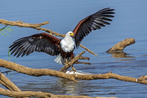 Black eagle hunting, prey, fish, (Haliaeetus vocifer), Africa, Zambia