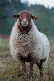 Artiodactyla, Coburg fox sheep, domestic sheep, even-toed ungulate, house sheep, Ovis Gmelini aries