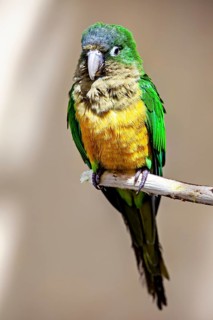 A single parrot is depicted in great detail perched on a branch: the cactus parakeet, also known as