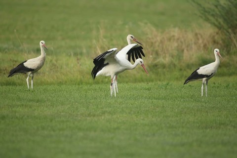 White stork (Ciconia ciconia) foraging in a meadow, the one in the middle has an identification