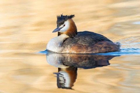 A great crested grebe swimming in the water, (Podiceps Scalloped ribbonfish), animals, birds,