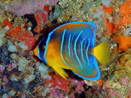 Colourful angelfish with striking blue stripes, juvenile Diadem Angelfish (Holacanthus ciliaris),