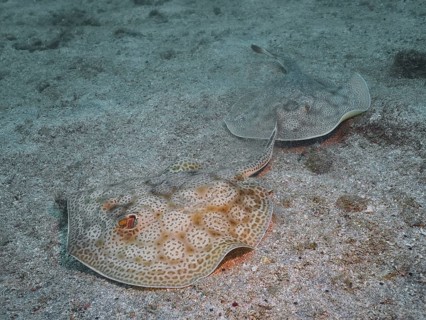 Two leopard stingrays (Urobatis pardalis) are resting side by side on the sandy seabed at the