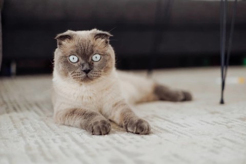 A fluffy scottish fold cat with striking blue eyes rests comfortably on a light rug in a home